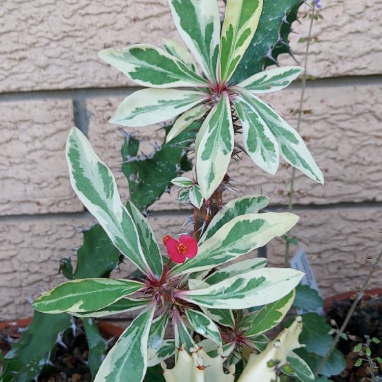 Plant image Euphorbia Milii Variegata 'Pink Charm' Corona de Cristo