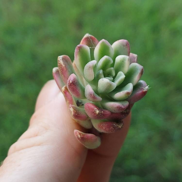 Plant image Sedum Joyce Tulloch Variegated