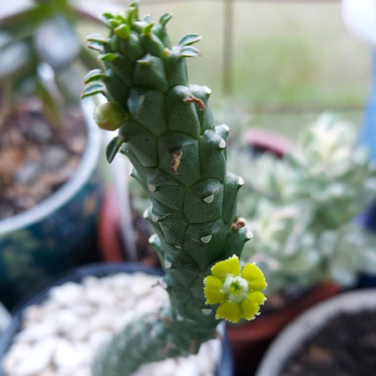 Plant image Euphorbia Gorgonis