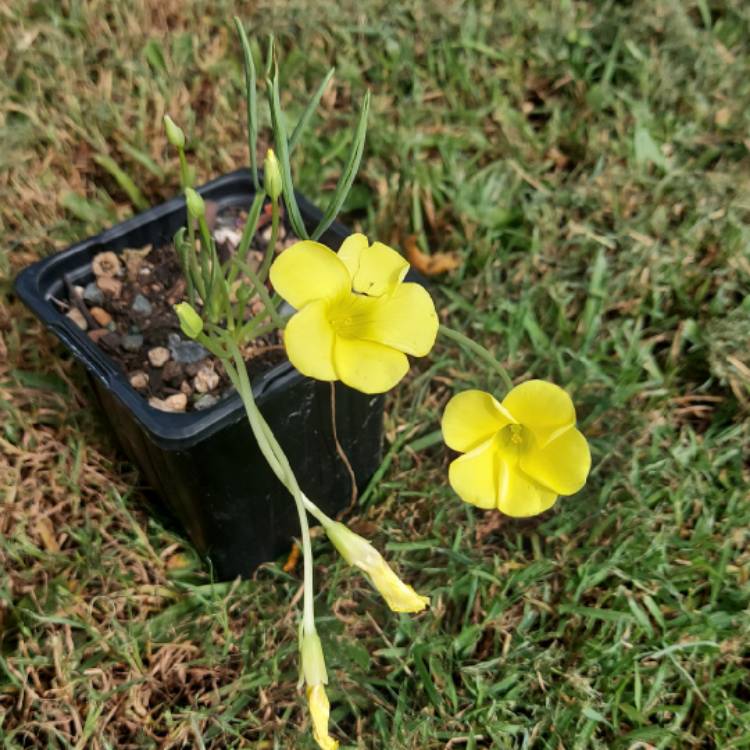 Plant image Oxalis flava 'Yellow'