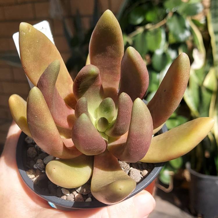 Plant image Pachyphytum fittkaui