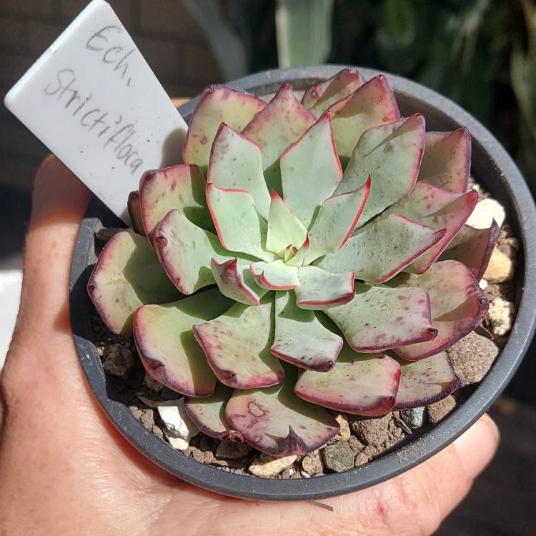 Plant image Echeveria Strictiflora