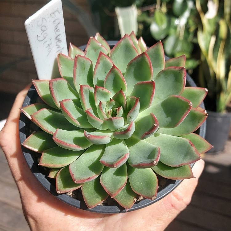 Plant image Echeveria Sagitta