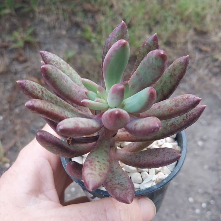 Plant image Pachyveria Red Banana 