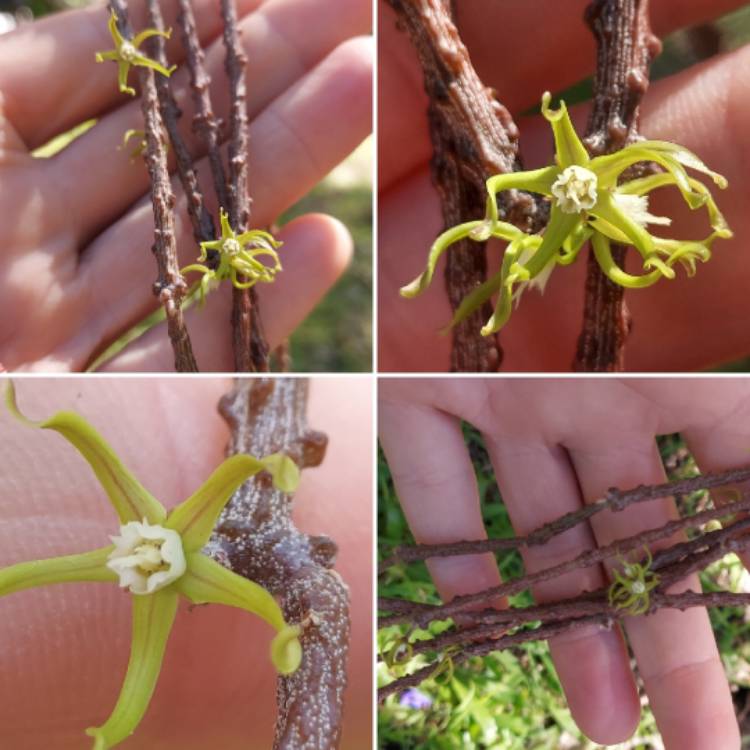 Plant image Cynanchum marnierianum