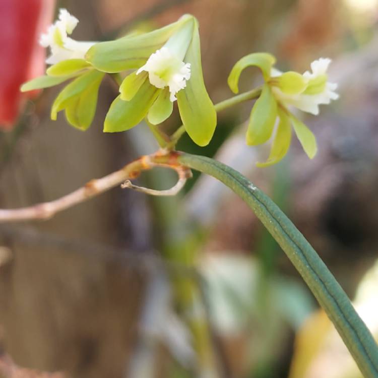 Plant image Dendrobium teretifolium