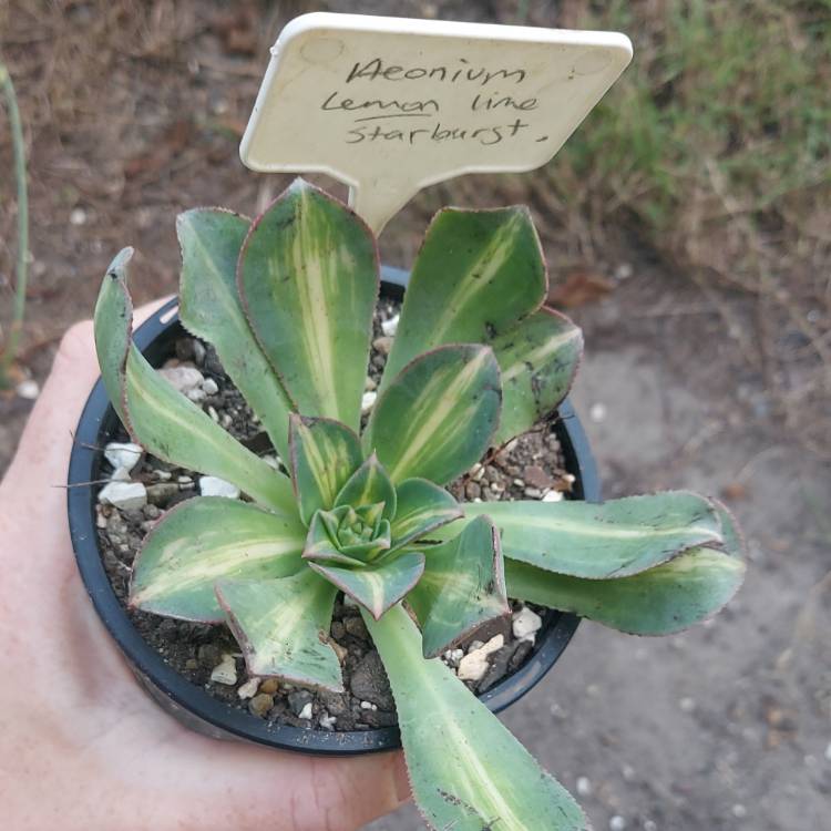 Plant image Aeonium 'Lemon & Lime'