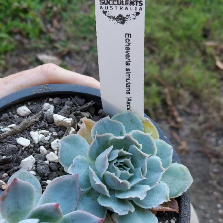 Plant image Echeveria Simulans Ascension