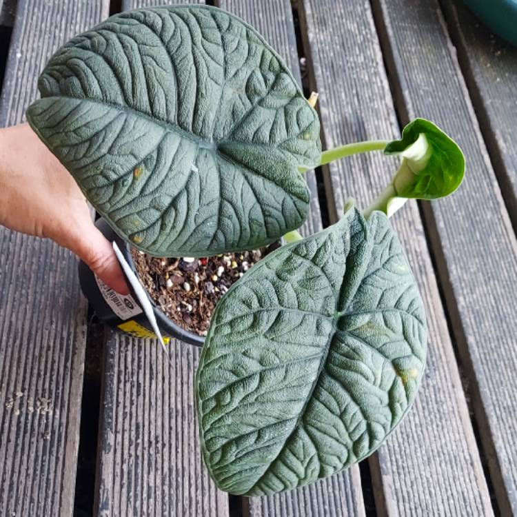 Plant image Alocasia melo