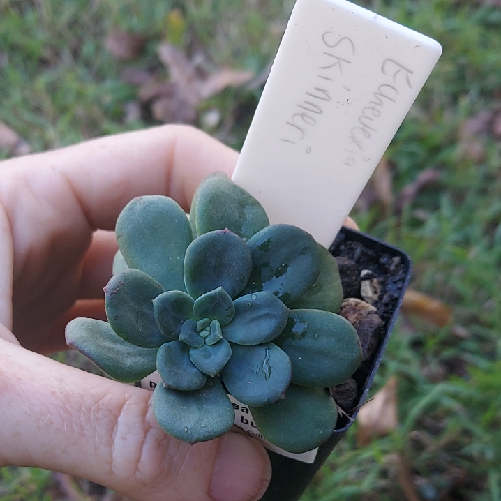 Plant image Echeveria Skinneri