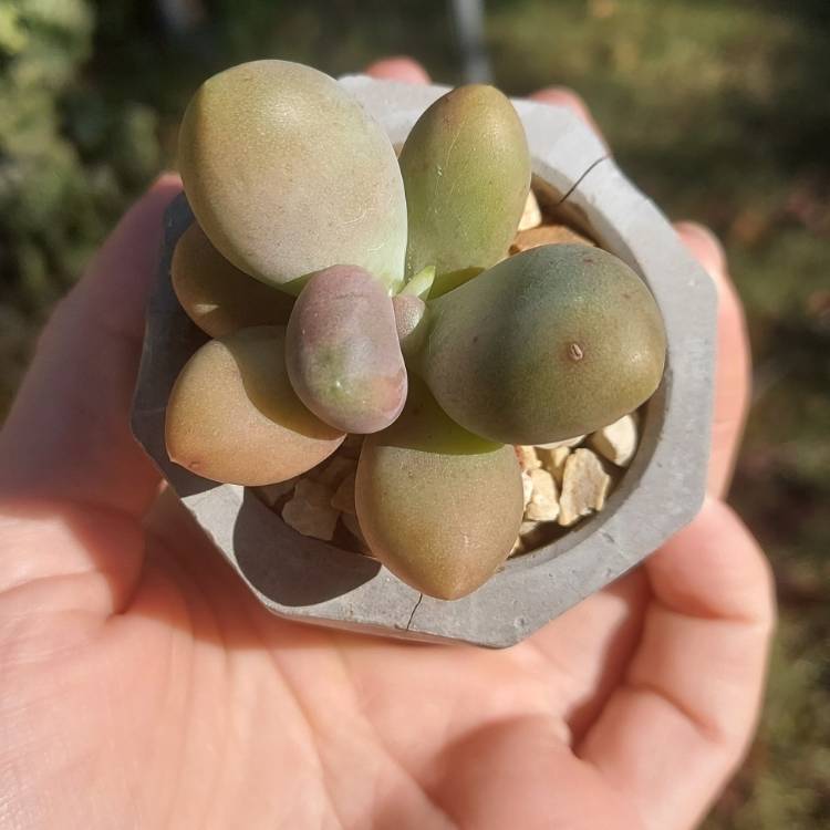 Plant image Pachyphytum 'Captain Jessop'