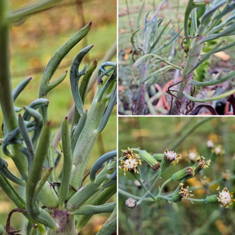 Plant image Senecio 'Elk Horns'