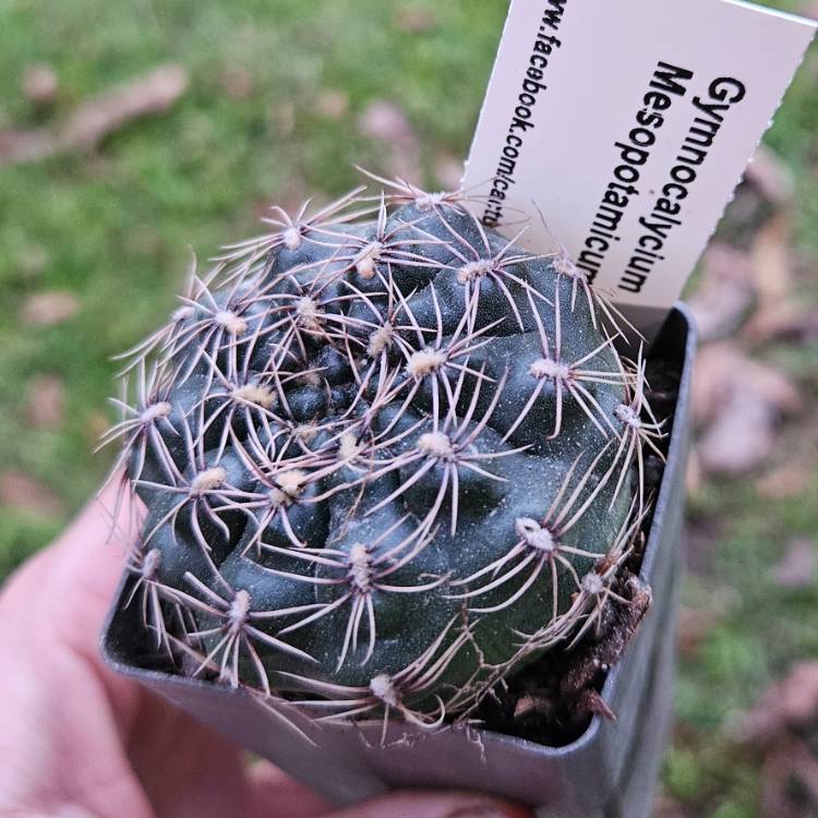 Plant image Gymnocalycium mesopotamicum