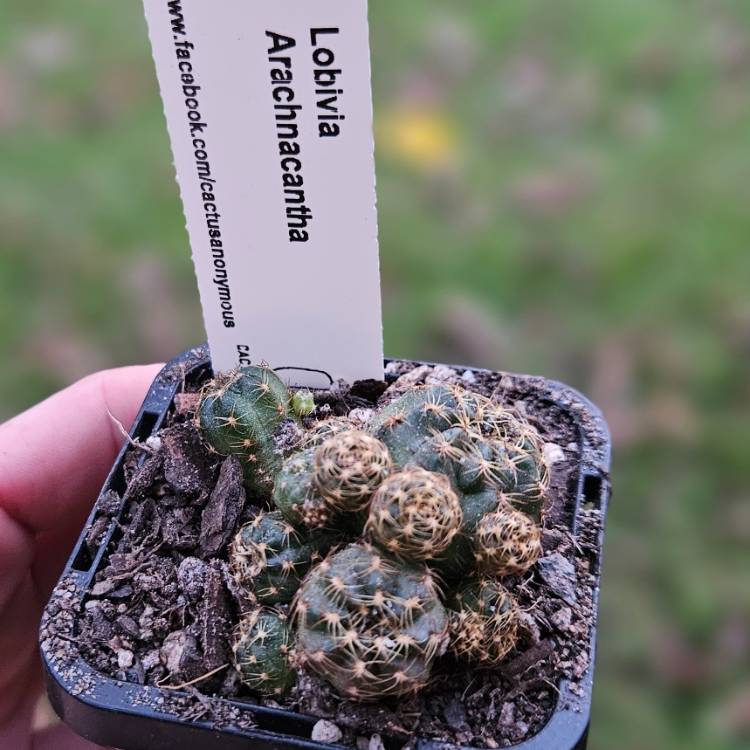 Plant image Lobivia arachnacantha .
