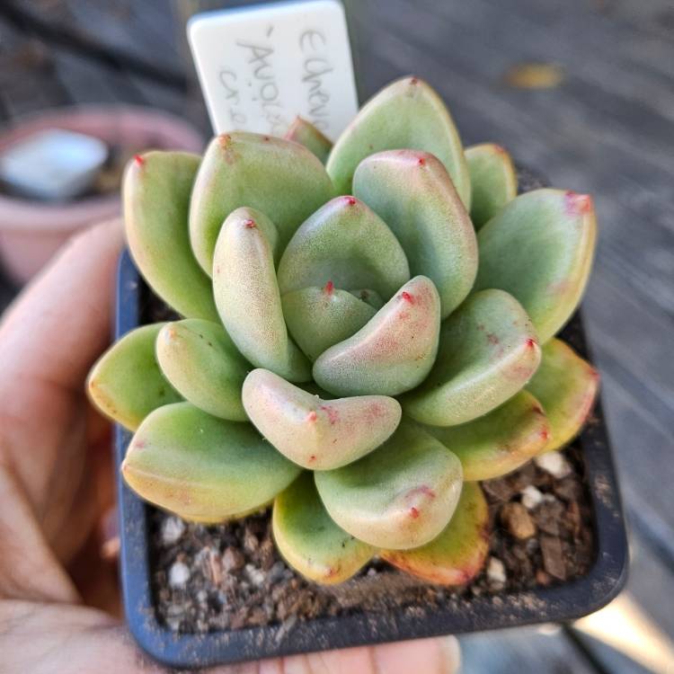 Plant image Echeveria Avocado Cream 