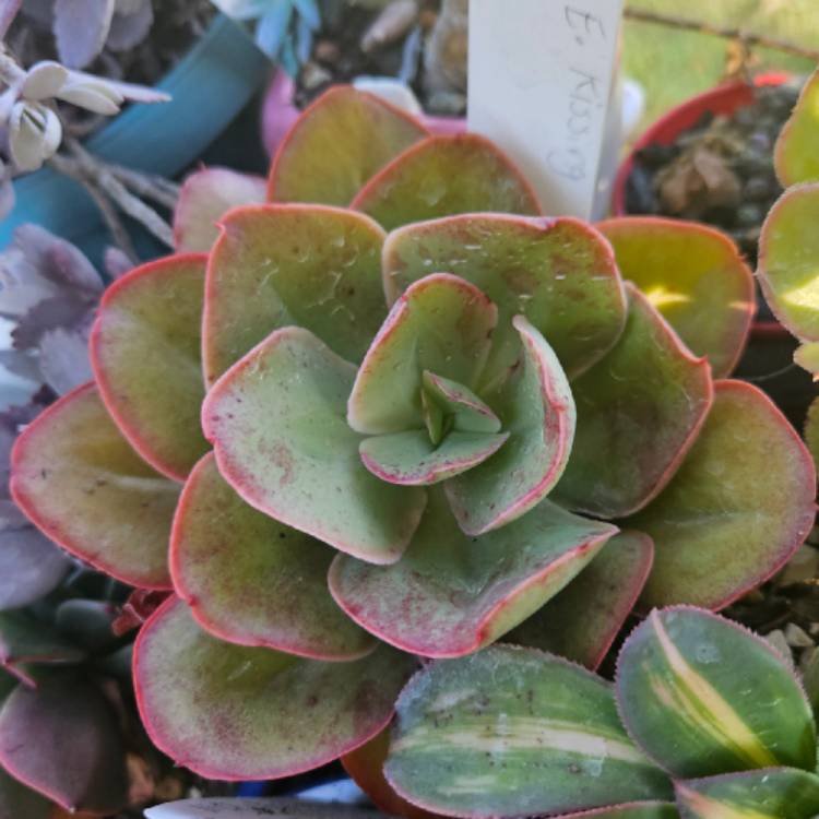 Plant image Echeveria Kissing