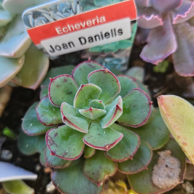 Plant image Echeveria Joan Daniel