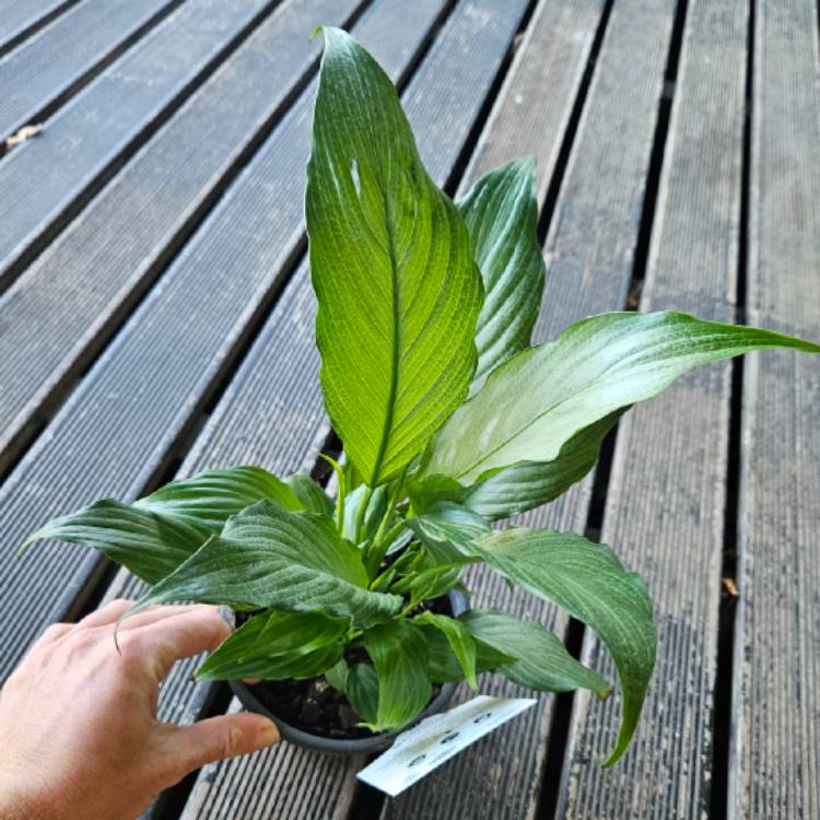 Plant image Spathiphyllum 'Platinum Mist'