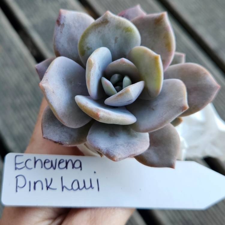 Plant image Graptoveria Pink Laui