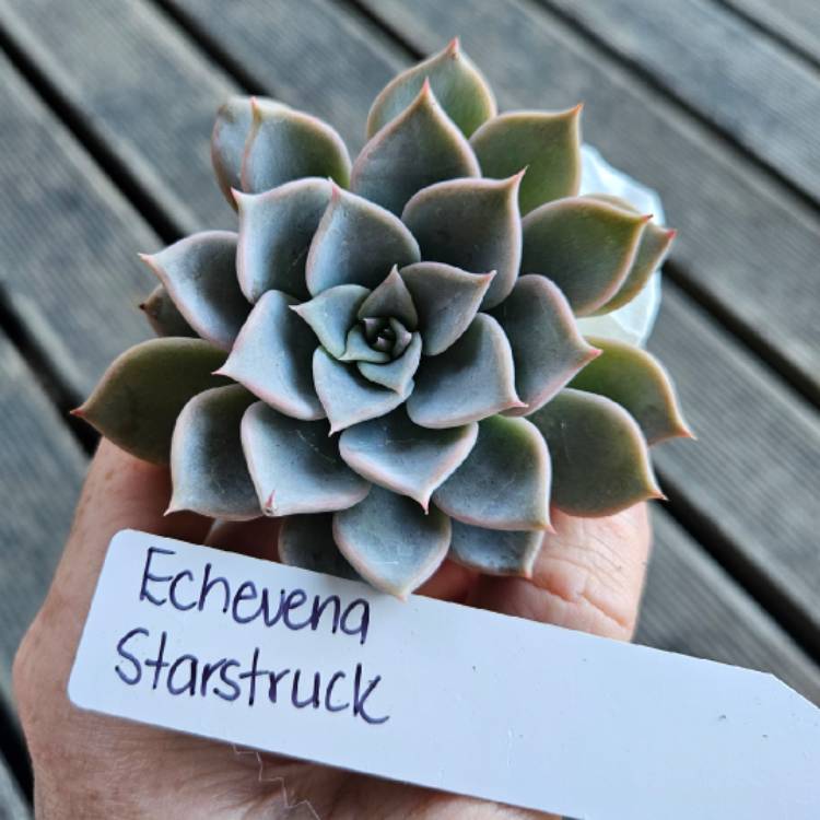 Plant image Echeveria Star Struck