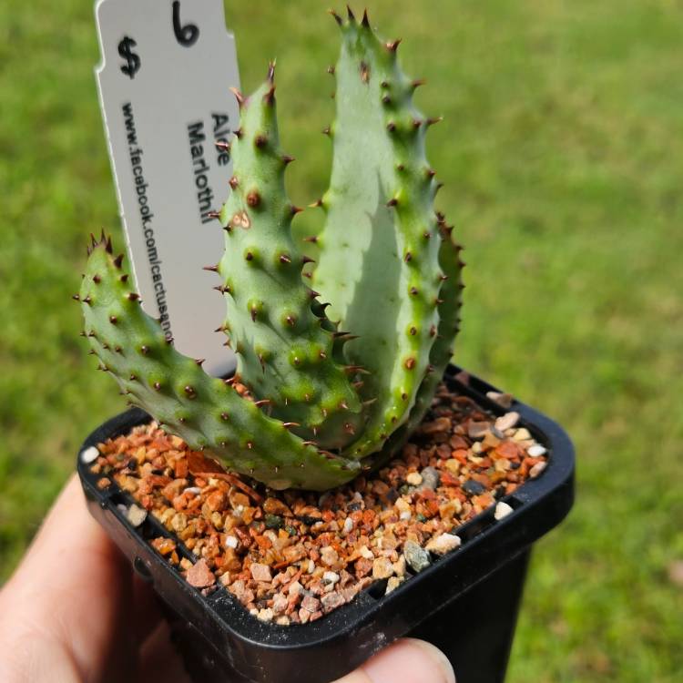 Plant image Aloe marlothii