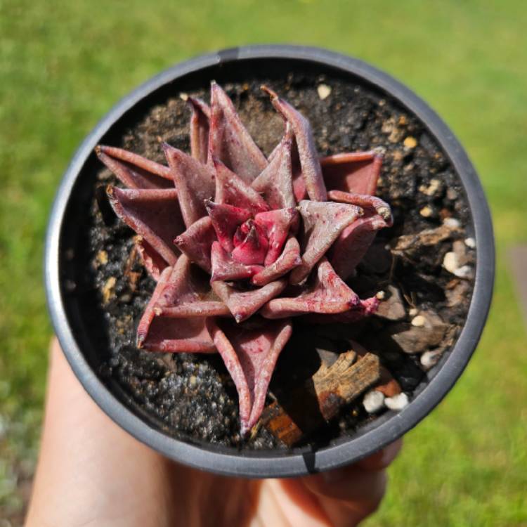 Plant image Echeveria Romeo