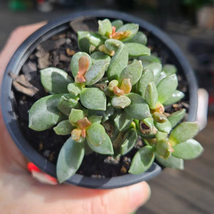 Plant image Adromischus Hemisphaericus