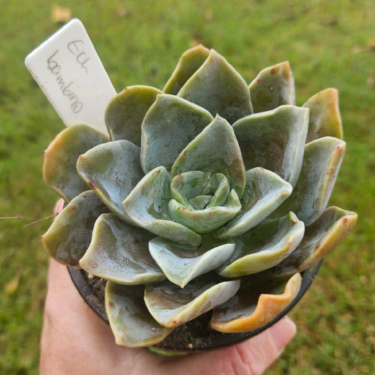 Plant image Echeveria Bambino