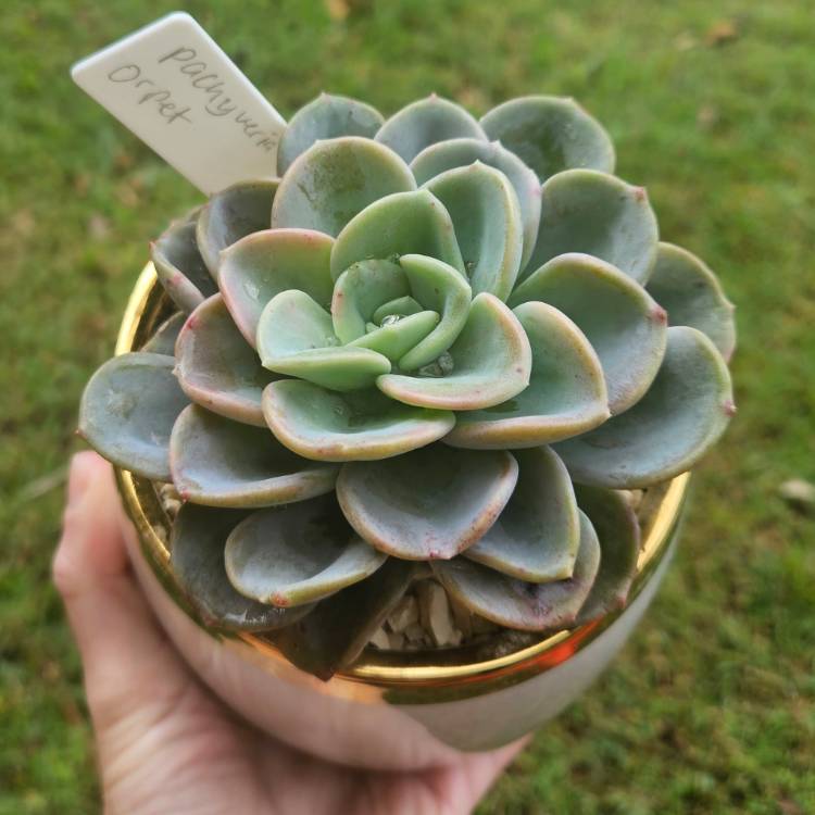 Plant image x Pachyveria Orpet