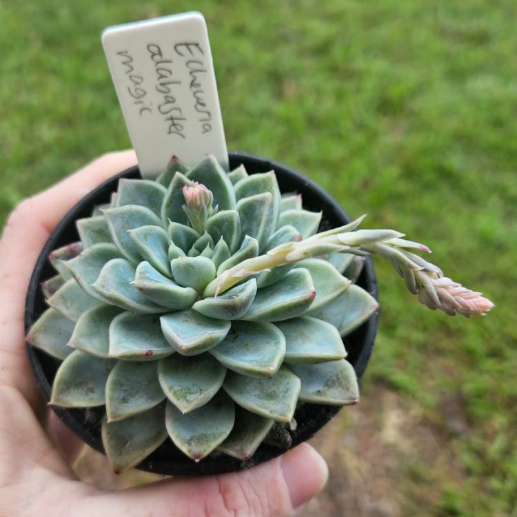 Plant image Echeveria Alabaster Magic