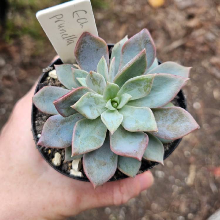 Plant image Echeveria Prunella