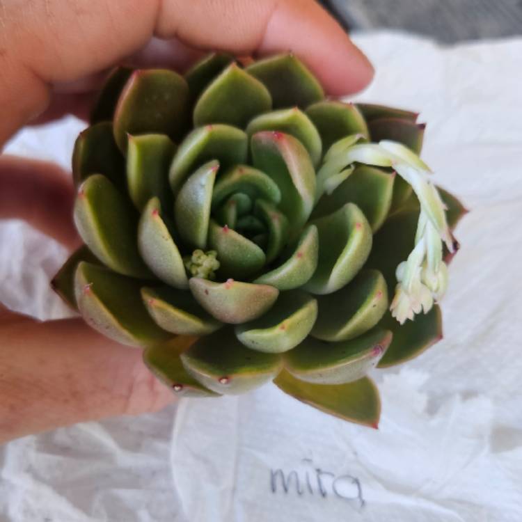 Plant image Echeveria Mira