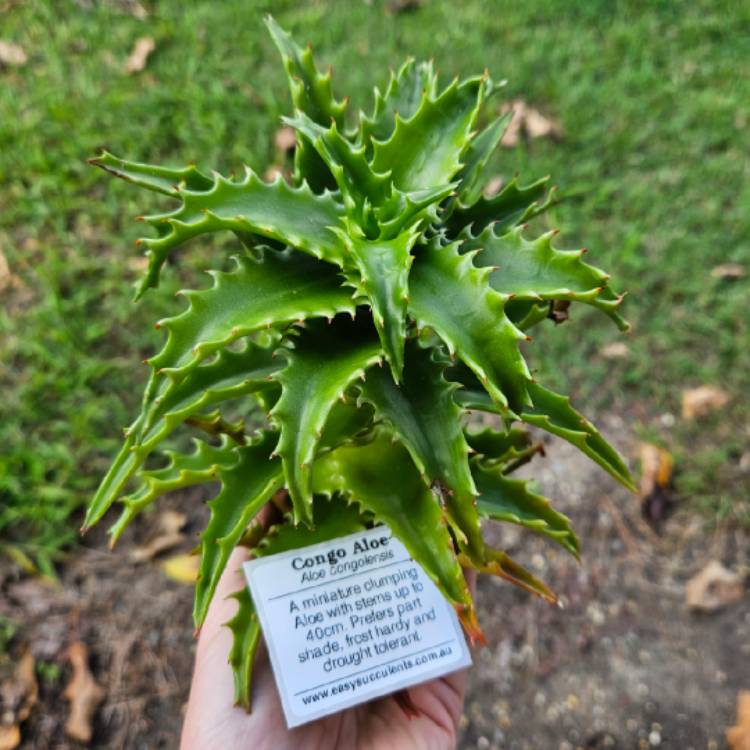 Plant image Aloe Congolensis