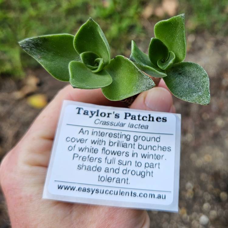 Plant image Crassula lactea