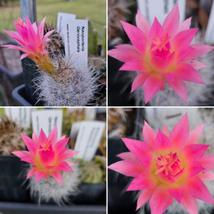 Plant image Eriosyce senilis syn. Neoporteria nidus f. senilis, Echinocactus senilis