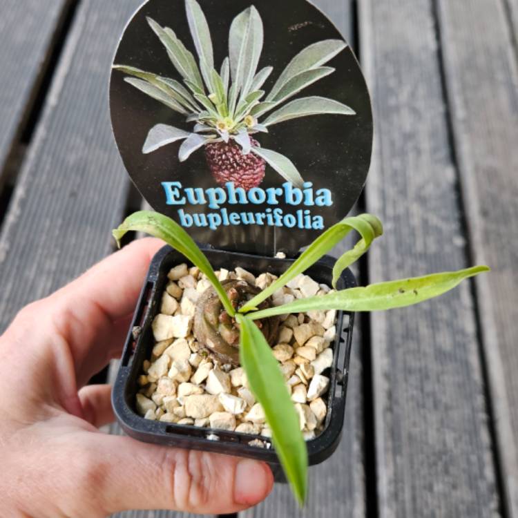 Plant image Euphorbia bupleurifolia