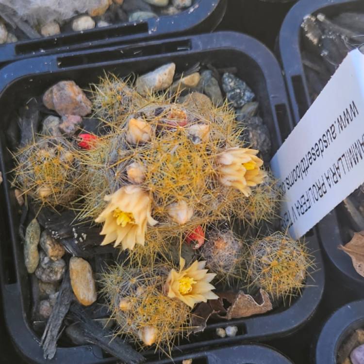 Plant image Mammillaria prolifera subsp. texensis