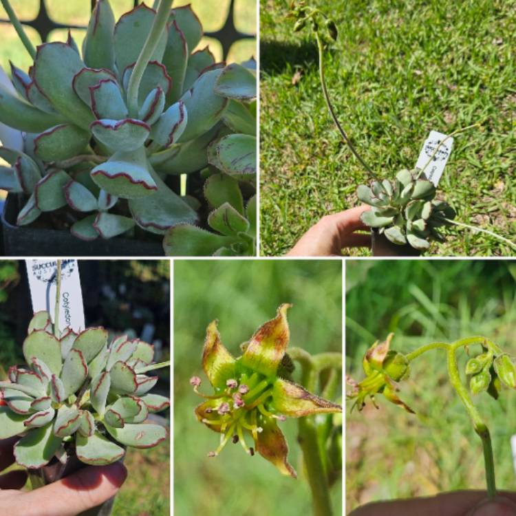 Plant image Cotyledon Papillaris