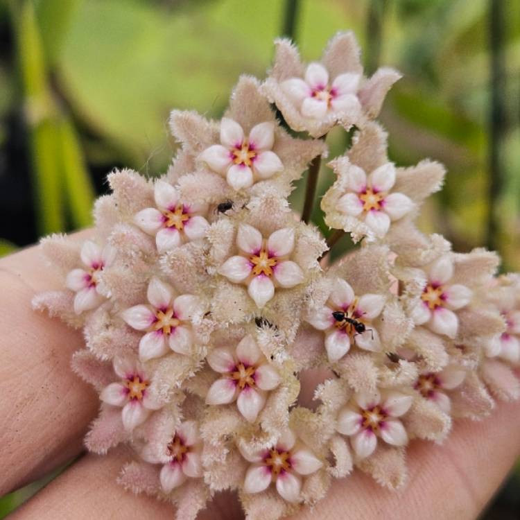 Plant image Hoya Serpens