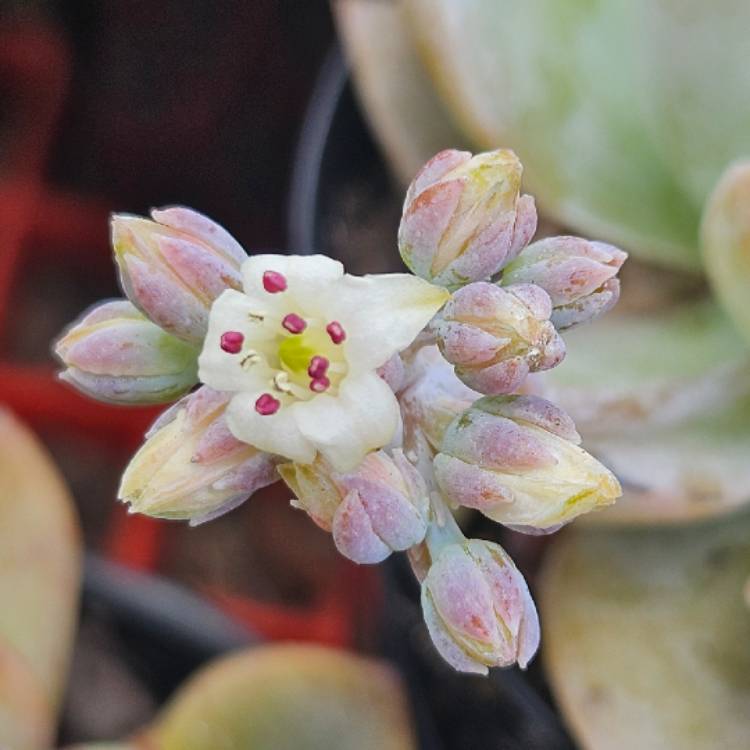 Plant image Sedum Suaveolens