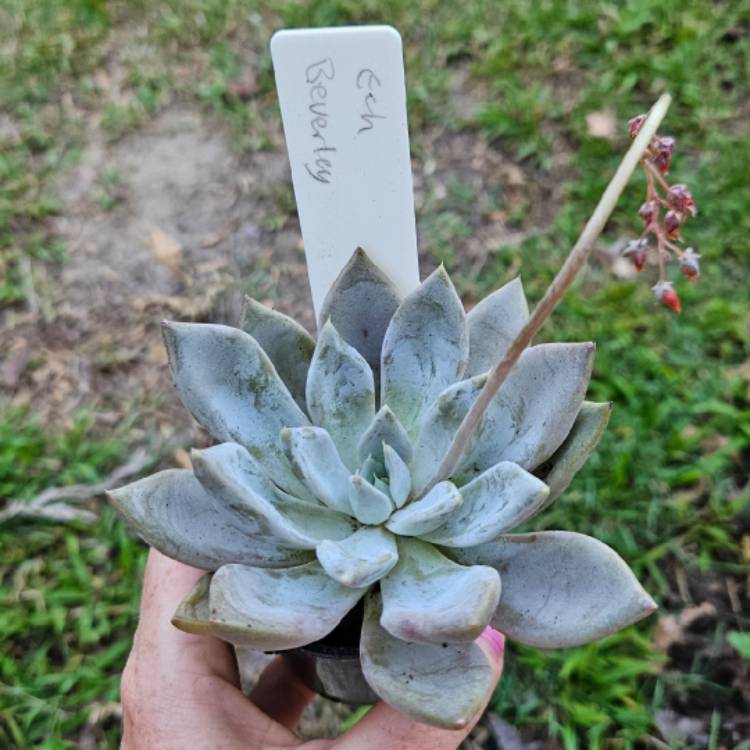 Plant image Echeveria Beverley