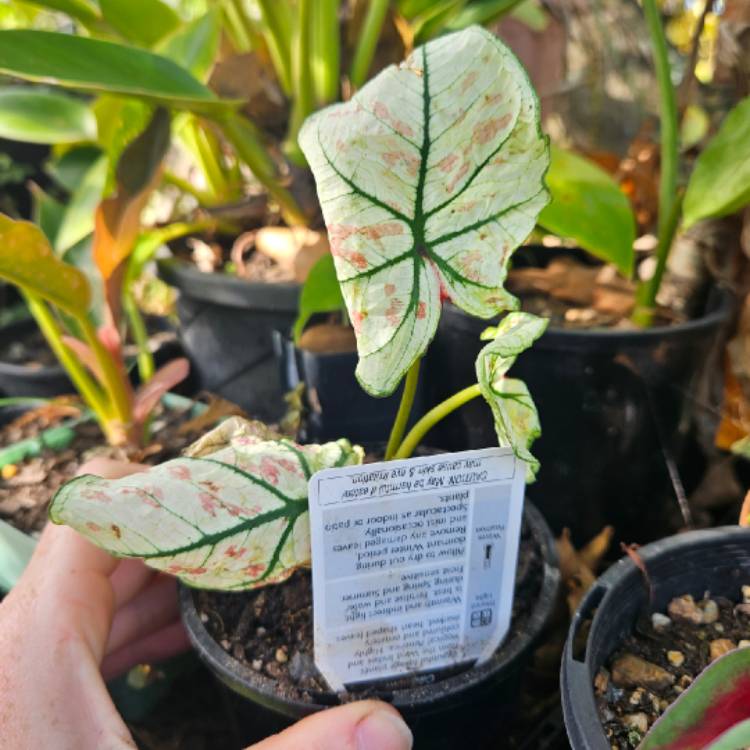 Plant image Caladium 'Strawberry Star'