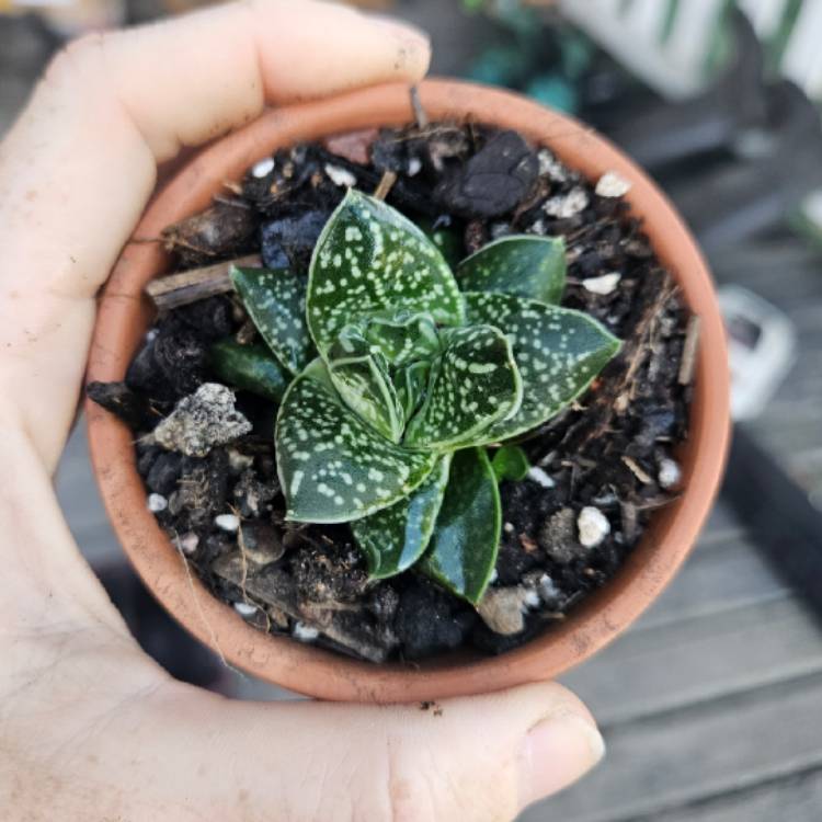 Plant image x Gasterhaworthia 'Rosava'