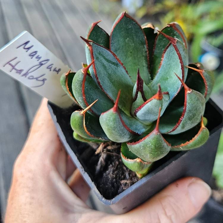 Plant image Mangave ‘Praying Hands'