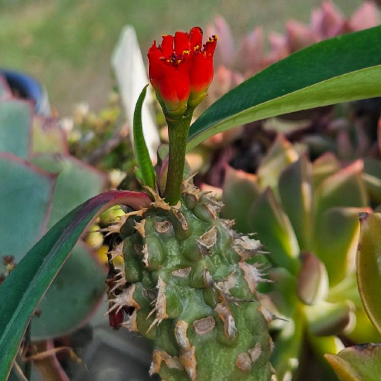 Plant image Euphorbia leuconeura