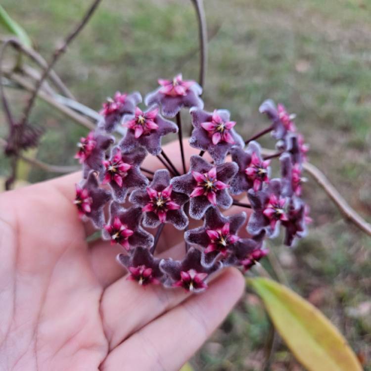 Plant image Hoya Pubicalyx