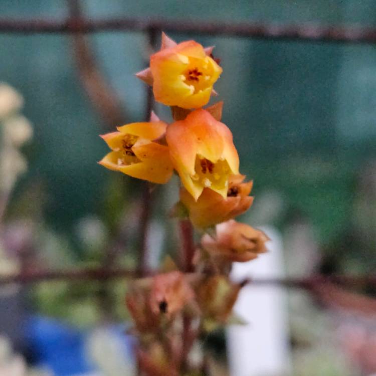 Plant image Echeveria Compressicaulis