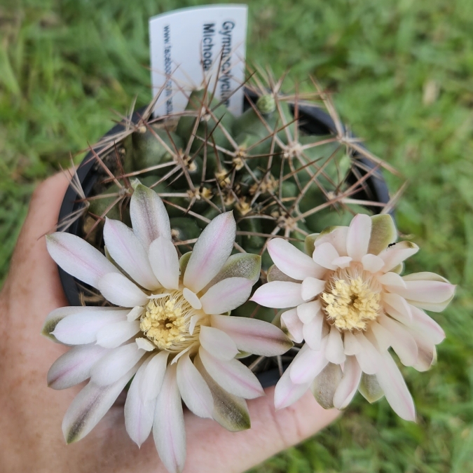 Plant image Gymnocalycium Michoga 