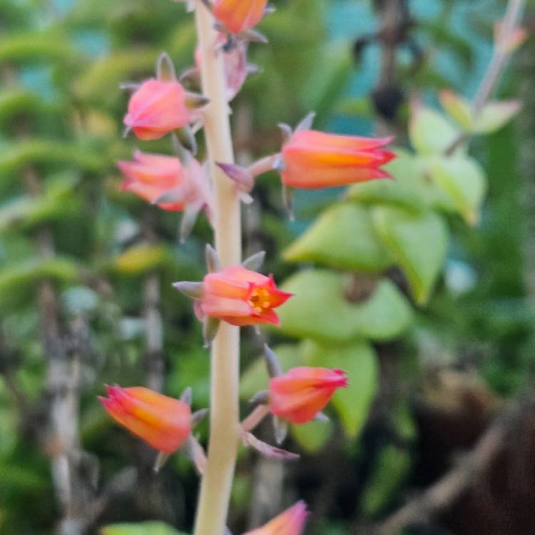 Plant image Echeveria Racemosa fa. Ballad