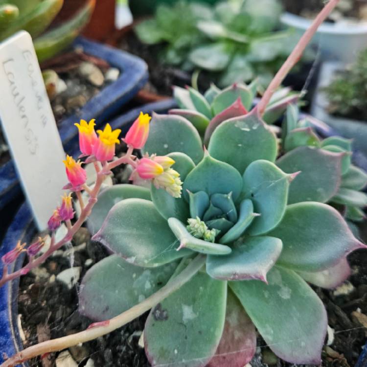 Plant image Echeveria Laulensis